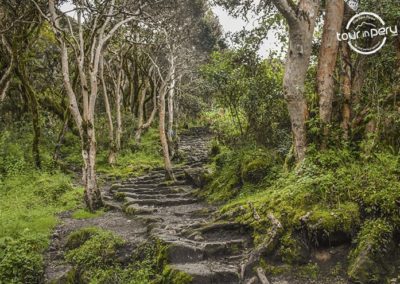 A beautiful pic of a path during the Inca Trail