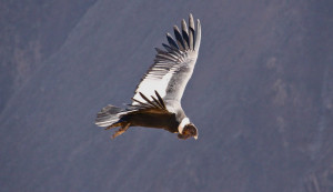 Have you seen the Condor flight in Arequpa?