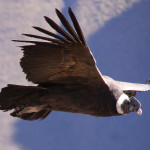 Andean Condor