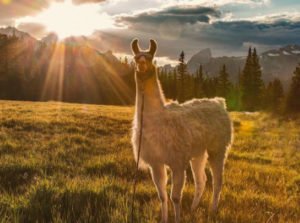 Spot llamas in the Sacred Valley Tour