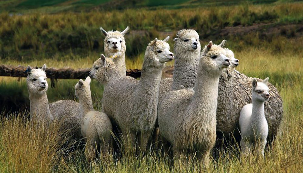 Llama or Alpaca? 6 Top Differences