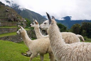 Llamas around the inca city of Machu Picchu. Spot the differences with alpacas.