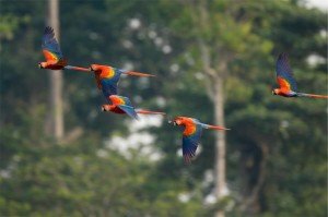 Peru's stunning Amazon Life