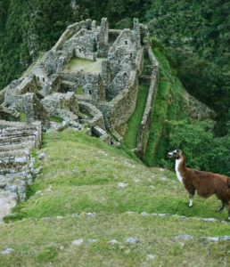 Winaywayna shows the Andean nature beauty along the Inca Trail