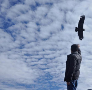 Condor flight in the Colca Canyon sky