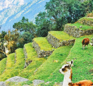 Visit Winaywayna in the Short Inca Trail