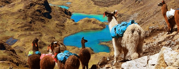 Four days of adventure in the Lares Trek to Machu Picchu with TOUR IN PERU