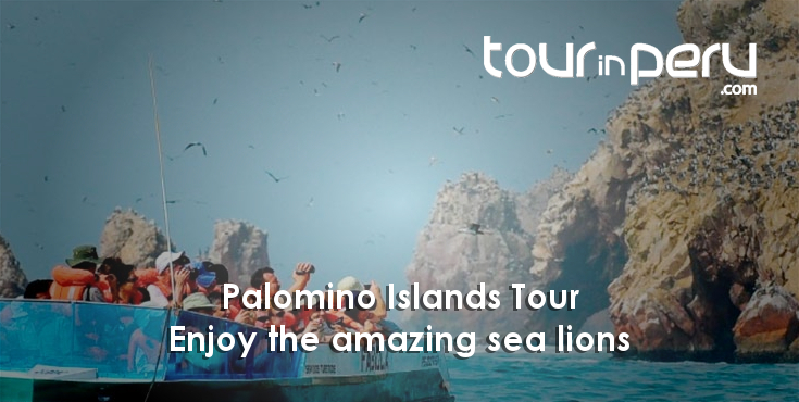 PALOMINO ISLANDS TOUR (Lima bay) on MOTORBOAT enjoy the amazing SEA LIONS