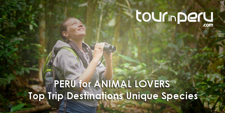 PERU for ANIMAL LOVERS – Best tips for a great time with them on your TRIP