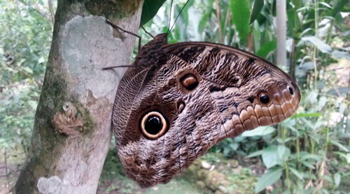Butterfly Institute in Aguas Calientes