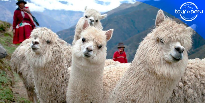 The Alpacas of the andes: The Incas best friends