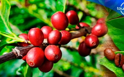 Why Peruvian Coffee is the best in the world
